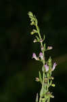 South Americn skullcap